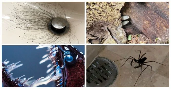 20 пугающих творений природы, от которых стынет кровь