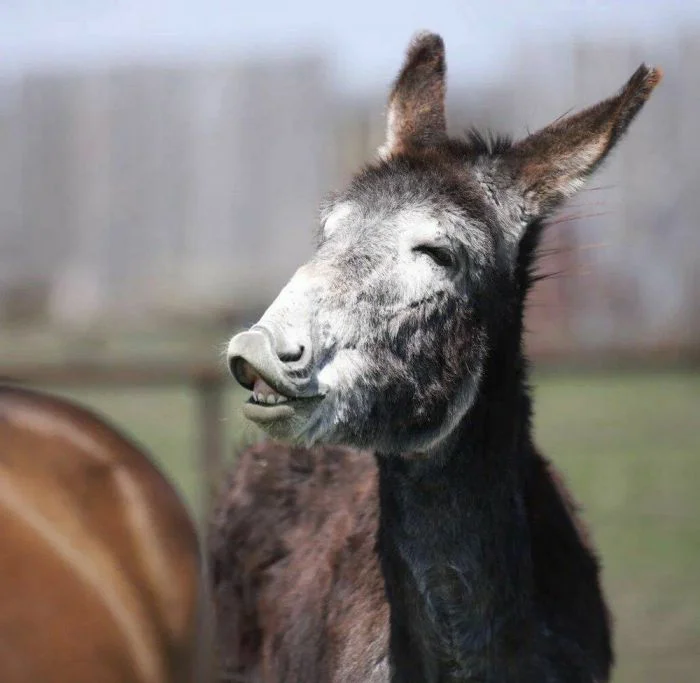 Намешалось