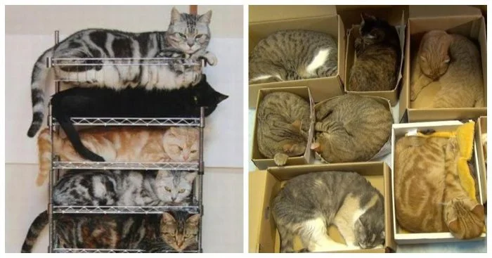 Порядок в стиле пушистик