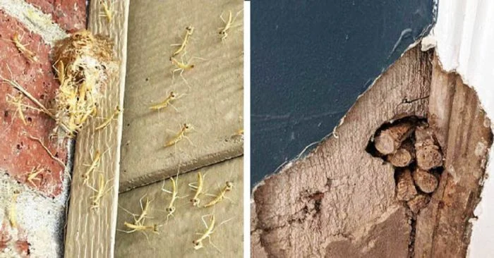 Удивительные открытия в жилых домах