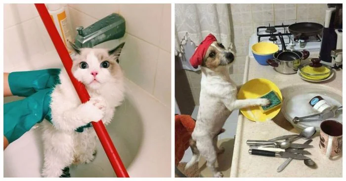 Пушистые уборщики