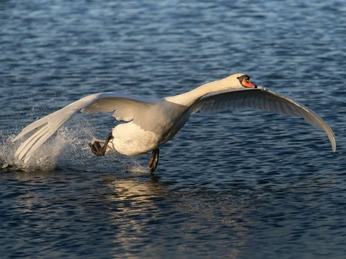 На общую тему
