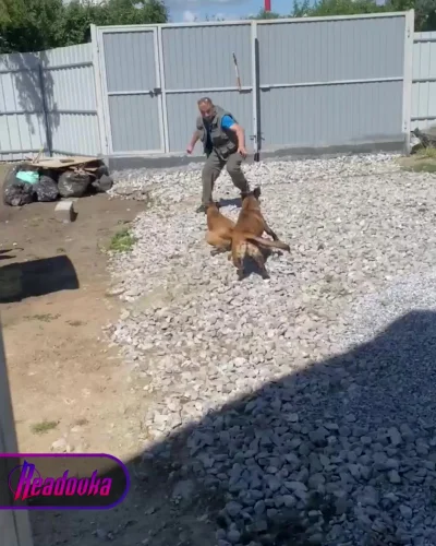 На Урале зарезали собаку, которая помогала искать пропавшего мальчика с ДЦП