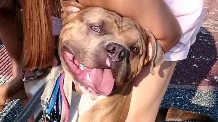 Собака набросилась на семилетнего ребенка в Пермском крае: мальчик оказался в больнице