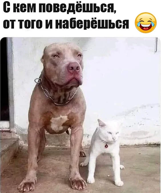 Так себе картинки