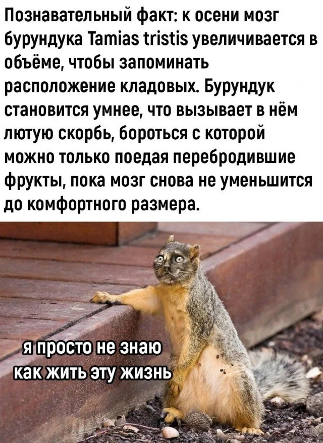 А вот такие прикольчики
