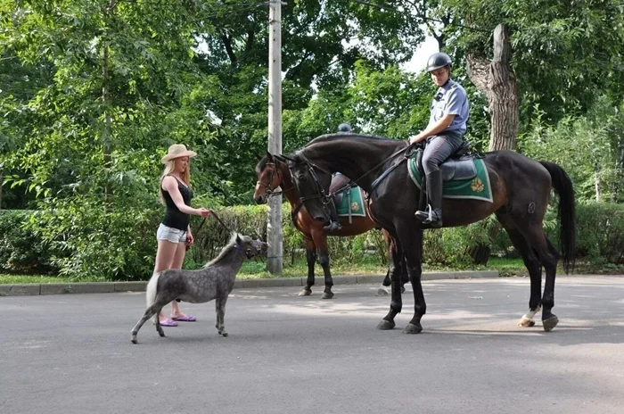 Миниатюрные лошадки: стройные кони размером с собаку из шахт и цирков