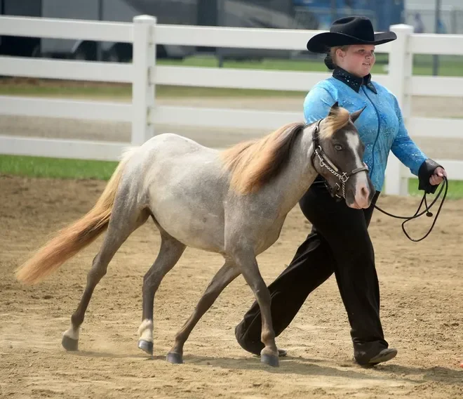 Миниатюрные лошадки: стройные кони размером с собаку из шахт и цирков
