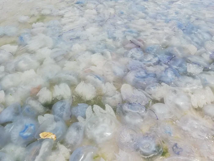 Медузы на Чёрном море: почему каждый год наблюдается массовое появление? Влияние на экосистему и опасность