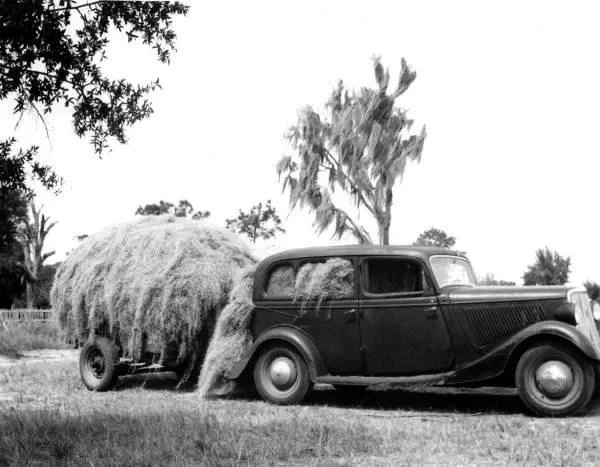 Зачем колонисты собирали испанский мох и как он применялся в быту