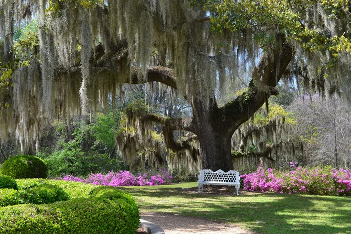 Зачем колонисты собирали испанский мох и как он применялся в быту