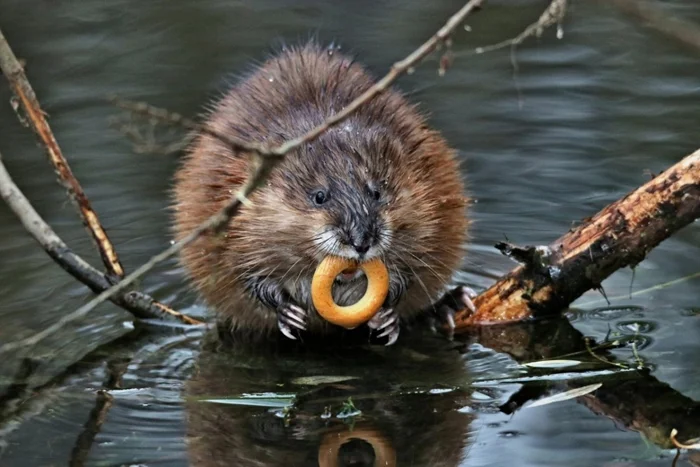 Американские инвазоры: как животные из США наводят беспорядок в России