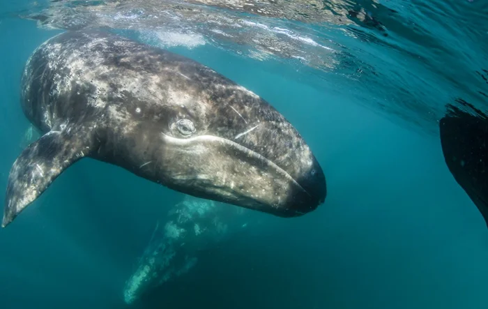 Тайна фенольных китов: киты с необычным запахом и отравленным мясом