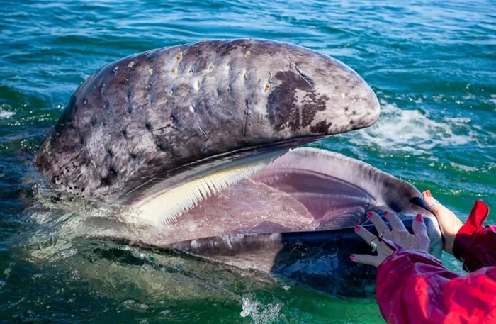 Тайна фенольных китов: киты с необычным запахом и отравленным мясом