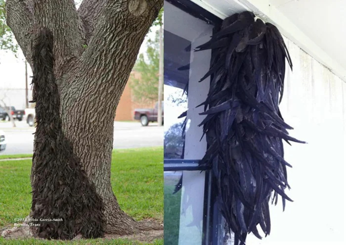 Стрижи и их 'заросли': Уникальное и редкое явление в природе. Что это такое?