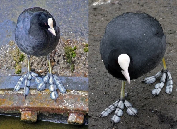 Лысуха: Ужасная как внутри, так и снаружи. Мрачные тайны 'черной уточки' из местного пруда