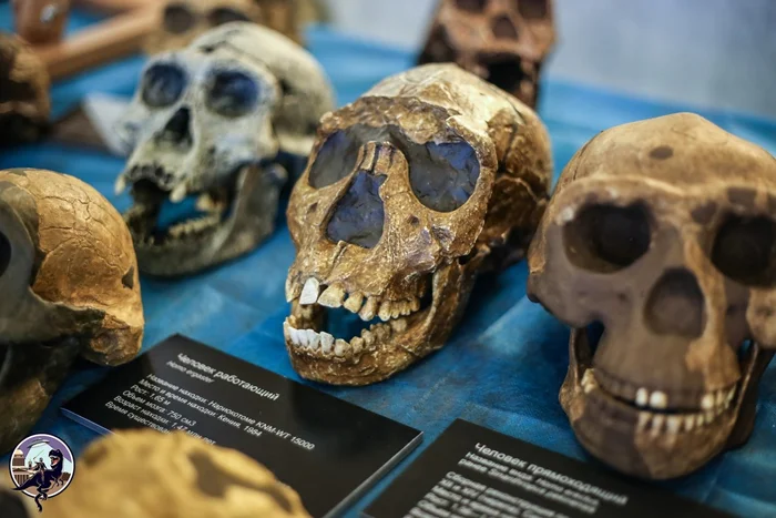 За 6 миллионов лет развития и 18 видов гоминин только мы дошли до современности и стали высшей ступенью эволюции. Почему?