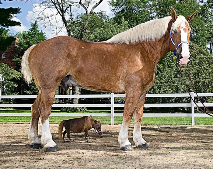 Лошадь — понятие относительное
