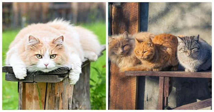 Уютный уголок: котейка и скамейка