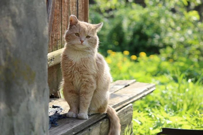 Уютный уголок: котейка и скамейка