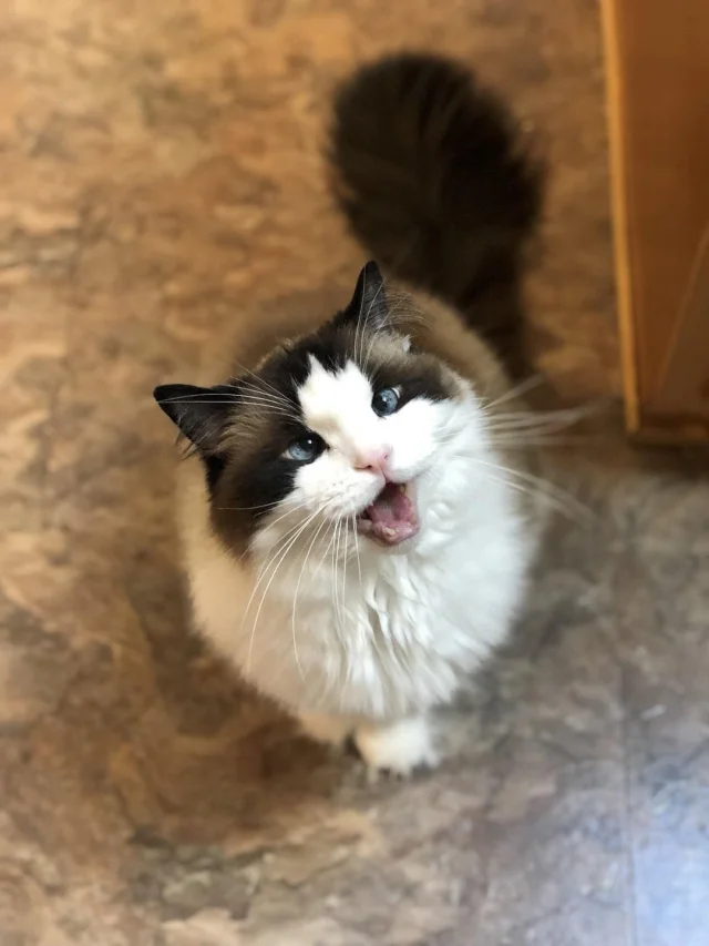 Самые нежные и верные породы кошек