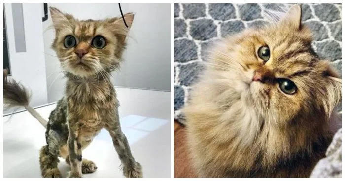 Удивительные истории: 25 кошек, которые получили второй шанс