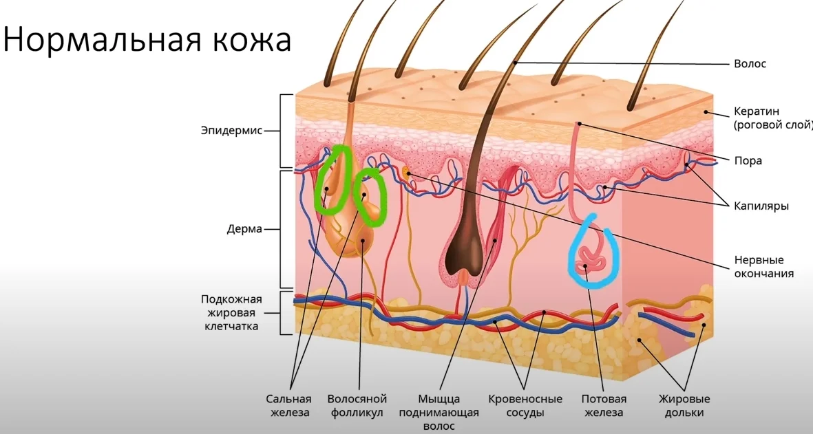 Рекомендации трихолога: правильное мытье головы
