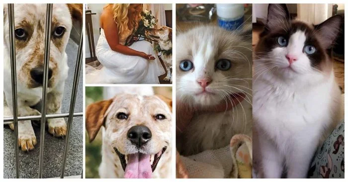 Истории 18 животных, которые только вчера были бездомными