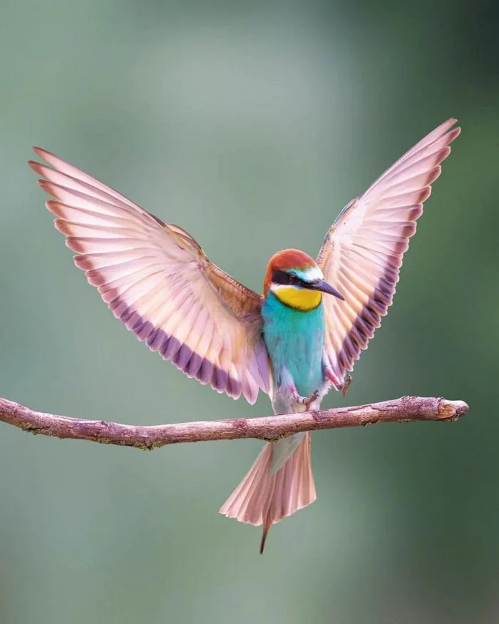 На общую тему