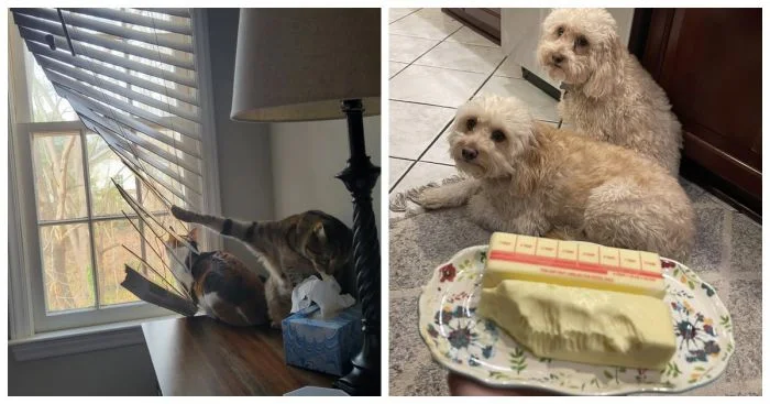 Непослушные любимцы: 20 питомцев, сводящих своих хозяев с ума