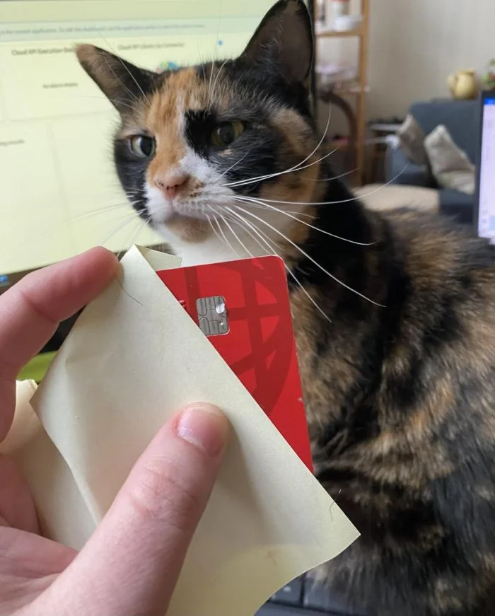 Непослушные любимцы: 20 питомцев, сводящих своих хозяев с ума