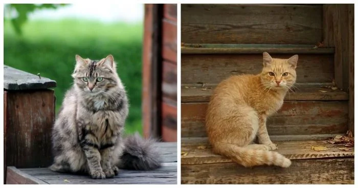 Крыльцо и его пушистые обитатели