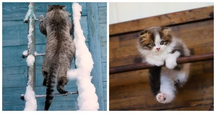 Меховые альпинисты