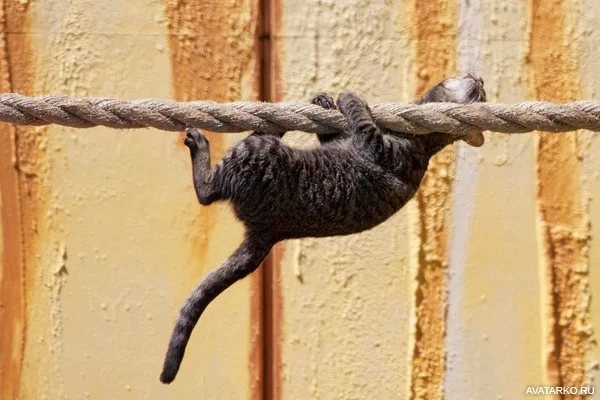 Меховые альпинисты