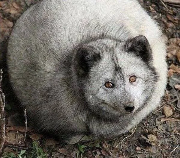 Красивые и забавные изображения