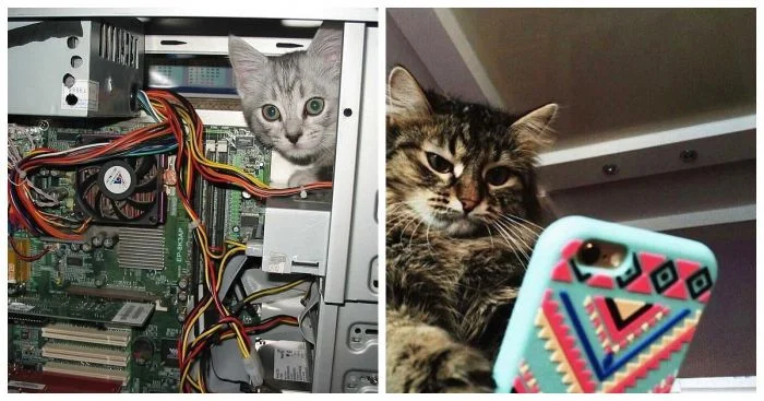 Котяра и гаджеты