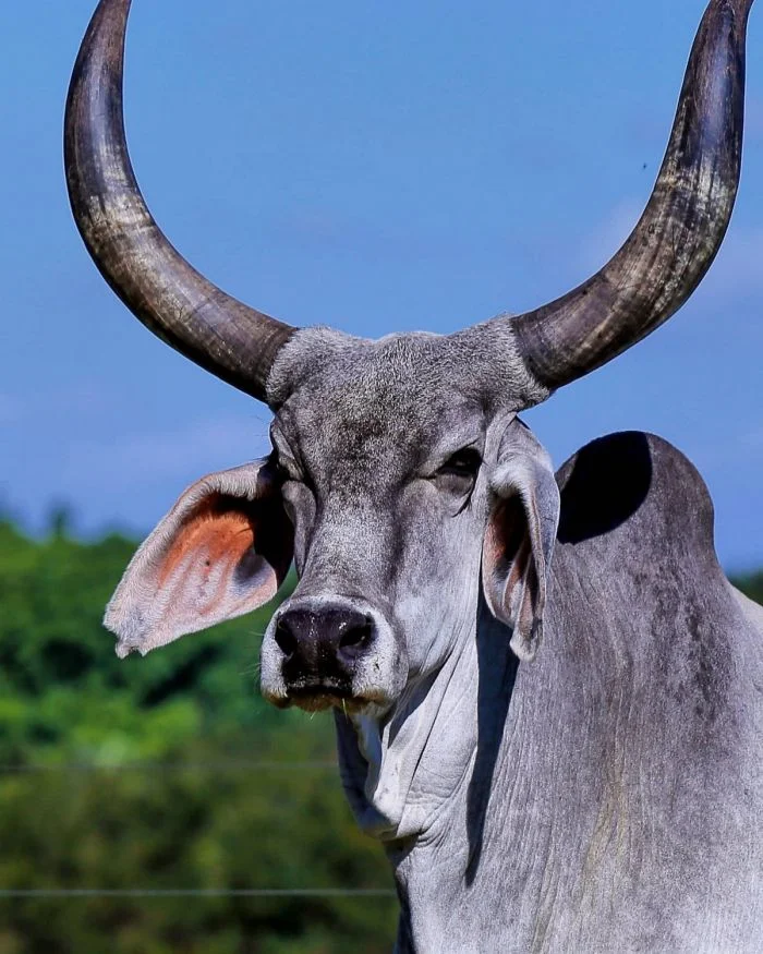 На общую тему