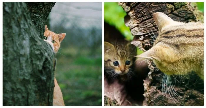 Очаровательные и необычные обитатели деревьев