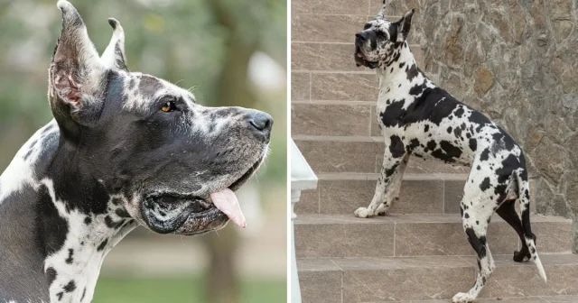 Собачьи породы с самой короткой продолжительностью жизни