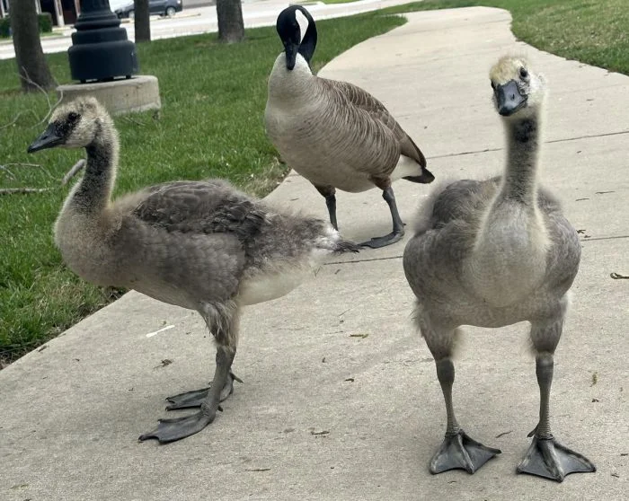 На общую тему (16.07.24)