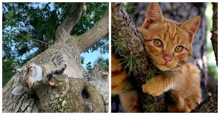 Пушистый исследователь среди ветвей