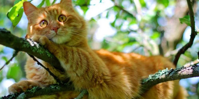 Пушистый исследователь среди ветвей