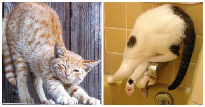 Разнообразие дуг: нейтральные, игривые, опасные