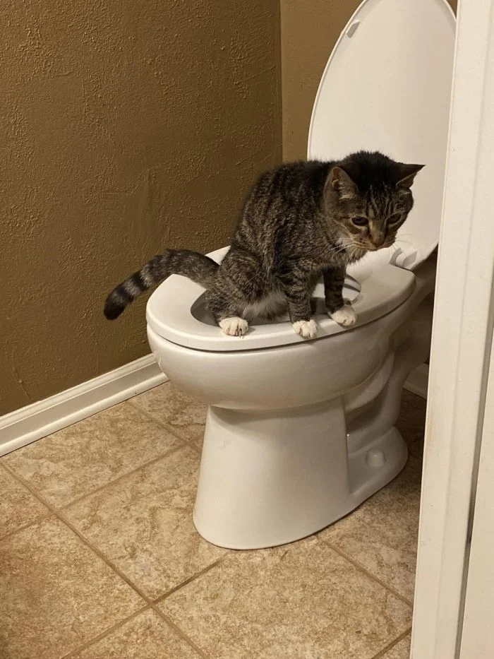 Домашние любимцы, которые умеют удивлять