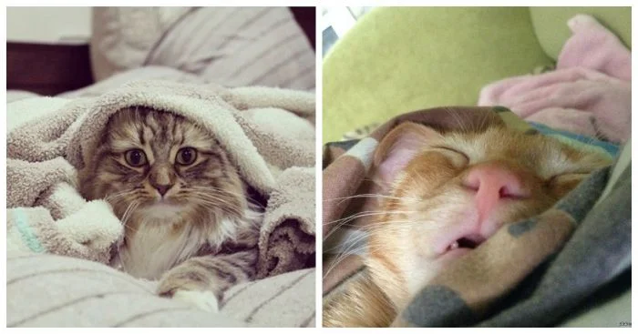 Проснувшиеся, но не вставшие: 24 ленивых котика