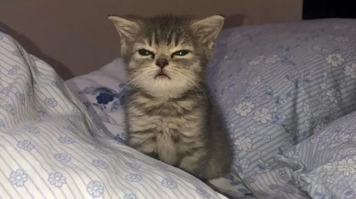 Проснувшиеся, но не вставшие: 24 ленивых котика