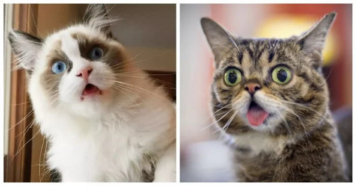 24 изумленных котика, забывших закрыть рот