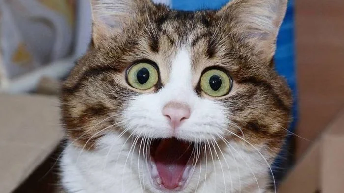 24 изумленных котика, забывших закрыть рот