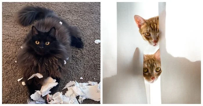 22 забавных хвостатых озорника, маскирующихся под примерных котиков