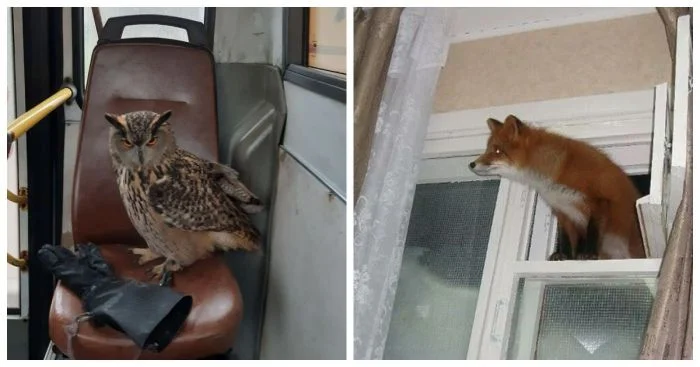 15 удивительных моментов, когда люди встретились с животными в неожиданном контексте